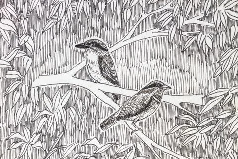 Bird drawing Stock Photos