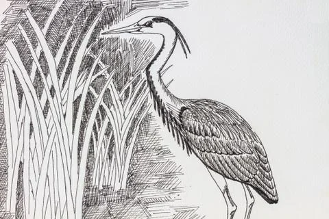 Bird drawing Stock Photos