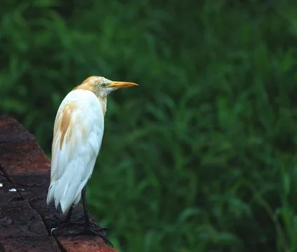 Bird drenched in downpore in rain Stock Photos
