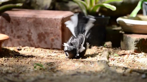 Bird dressing after shower 動画素材 69055634