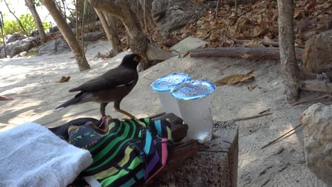 A bird drinking the drops with plastic cups. Yellow beak and eyes. 動画素材 106966558