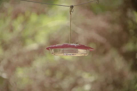 Bird drinking Stock Footage 278658558
