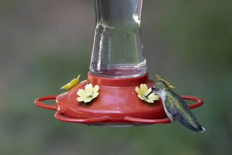 Bird Drinking Nectar Stock Photos