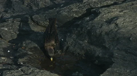 Bird Drinking water Stock Footage 59822597