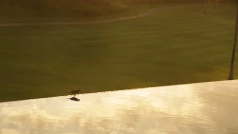 Bird Drinking Water Stock Footage 105338693