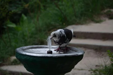 Bird drinking water Stock Photos
