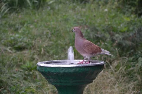 Bird drinking water Stock Photos