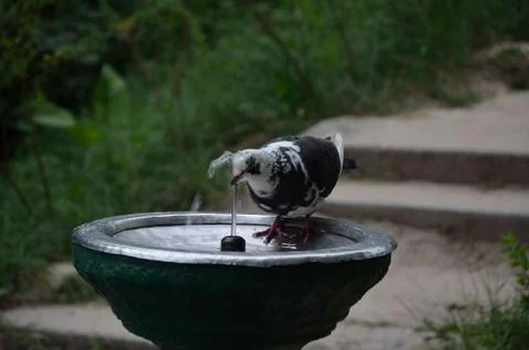 Bird drinking water Stock Photos