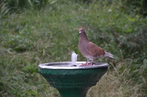 Bird drinking water Stock Photos