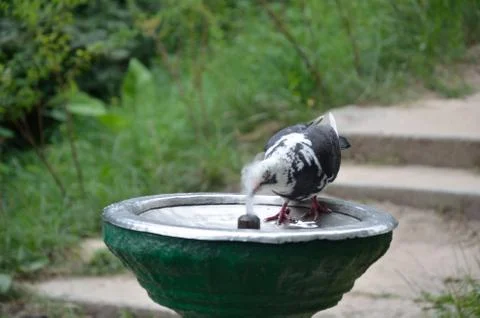 Bird drinking water Stock Photos
