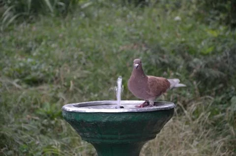 Bird drinking water Stock Photos