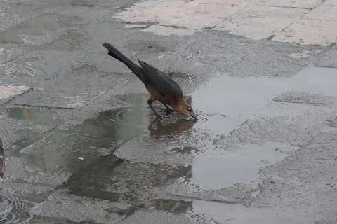 Bird drinking water Stock Photos