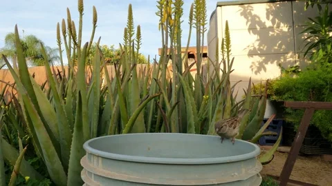 Bird drinking water with sound Video stock 151659941