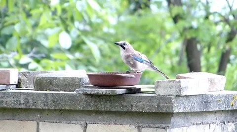 Bird drinks from bird bath. Video stock 36480661