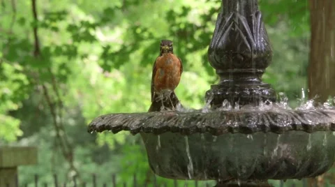 Bird Drinks from Fountain Stock Footage 53532696