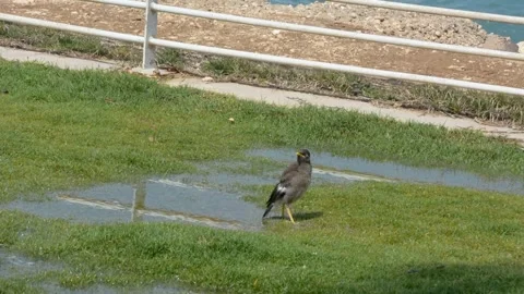A bird drinks water from a puddle on the lawn Видео 242242645