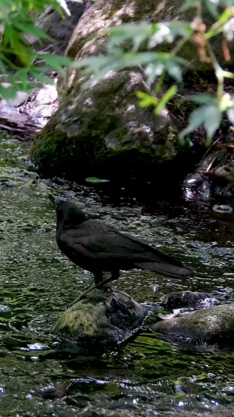 A bird drinks water from a river spring small bird found by a small stream in Stock Footage 303480692