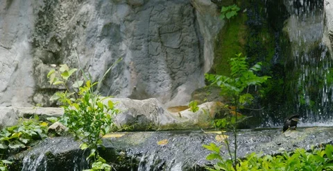 A Bird Drinks from a Waterfall and Takes Flight Stock Footage 87282198