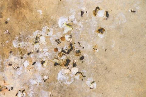 Bird droppings on cement wall background Stock Photos