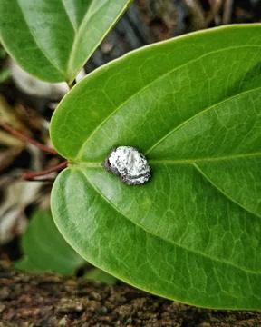 Bird Droppings on Green Leaf Close Up in Natural Environment Stock Photos