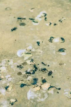 Bird droppings Stock Photos