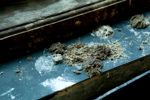 Bird droppings on side window Stock Photos