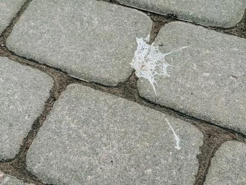 Bird Droppings on Stone Pavement Texture Urban Background 库存照片