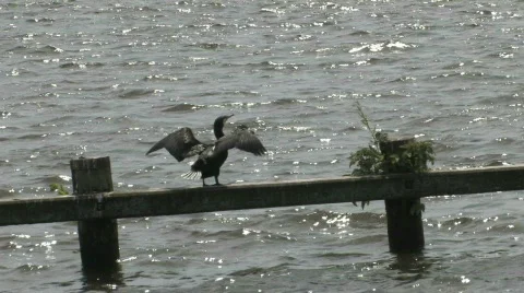 Bird drying his feathers in the sun Video stock 144283