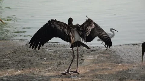 Bird drying its wings Stock Footage 234097583