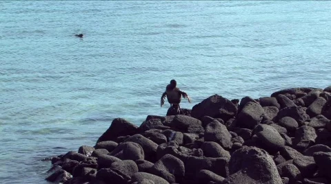 Bird drying its wings in the sun, Galapagos Islands Stock-Footage 296016