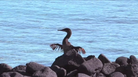 Bird drying its wings in the sun on the Galapagos Islands Vídeos de archivo 296079