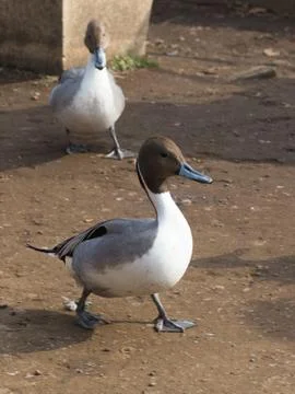 Bird duck Foto stock