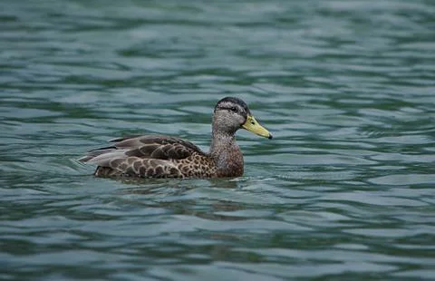 Bird  duck Stock Photos