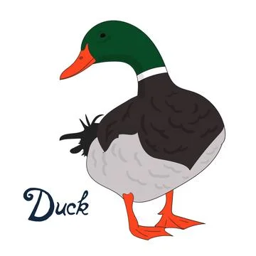 Bird duck vector illustration Stock Illustration