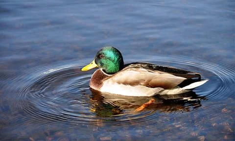 Bird - ducks Stock Photos