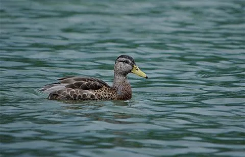 Bird - ducks Stock Photos