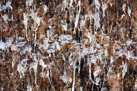 Bird dung Stock Photos