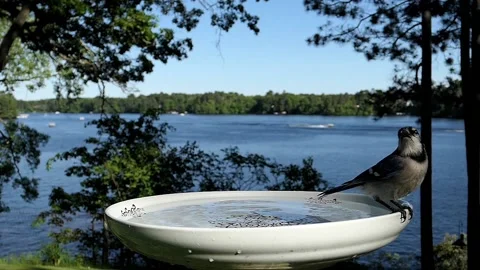 Bird dunks its head in some cool water. Stock-Footage 148676959