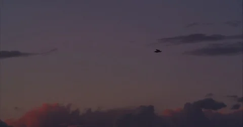 Bird at Dusk Video stock 87994361
