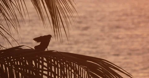 Bird At Dusk In A Palm Tree Vídeo Stock 166528344