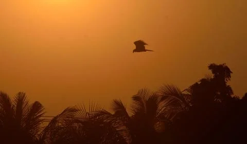 Bird in dusk Foto stock