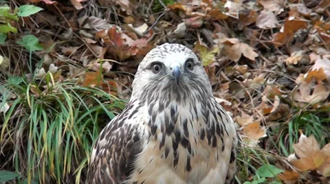 Bird eagle with that all people are taken pictures Video stock 33617205