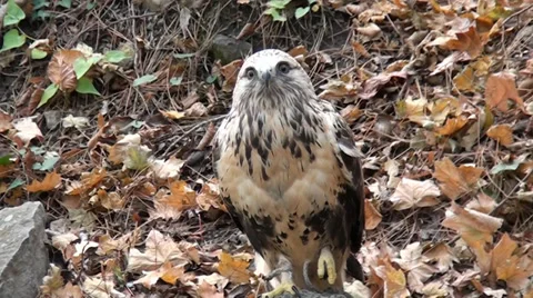 Bird eagle with that all people are taken pictures Video stock 33617228