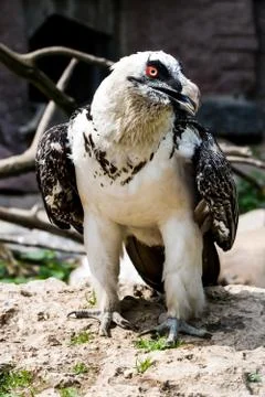 Bird eagle closeup, eagle head and beak. Foto stock