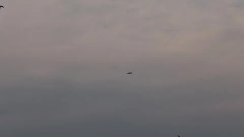 Bird Eagle flying in sky Stock Footage 320334035