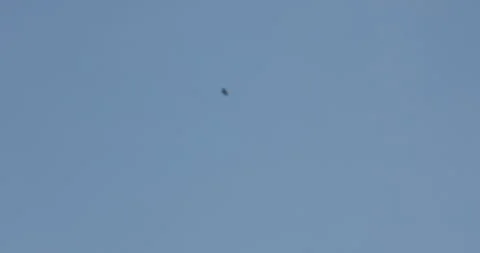 Bird Eagle flying in sky 스톡 동영상 320385699