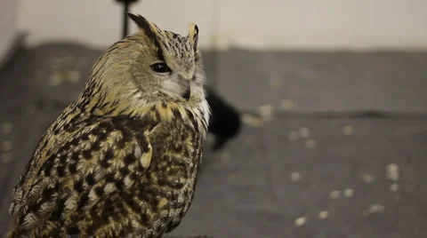 Bird eagle owl Stock Footage 4771622