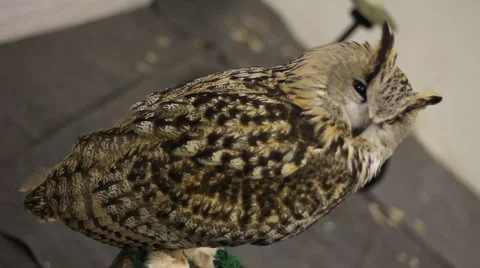 Bird eagle owl Stock Footage 4777566