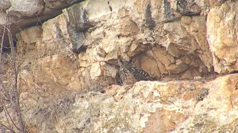 Bird Eagle owl sitting in rock hole and looking for a prey Stock Footage 61203159