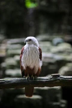 Bird : Eagle Stock Photos